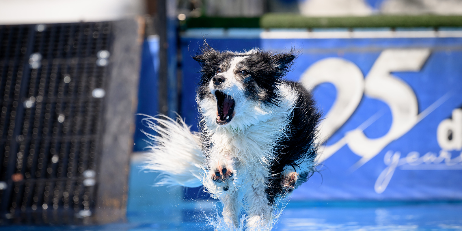 Paws in the Pool